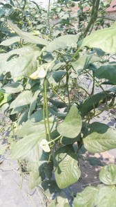 Green bean crop