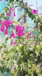 Attractor Pollinator