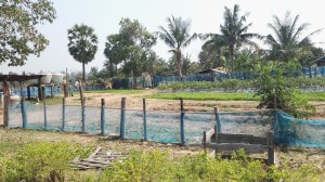School vegetable garden