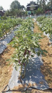 Aubergine crops