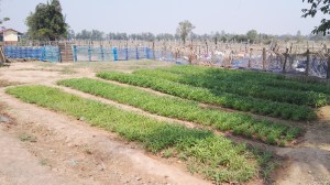 Second School vegetable garden