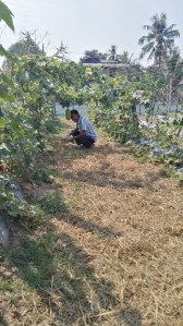 Ratana with Winter Melon