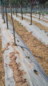 New crops being protected