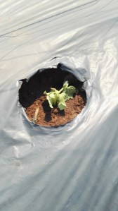 Protection for seedlings