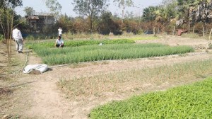 Bansay Reak Secondary School Vegetable Garden