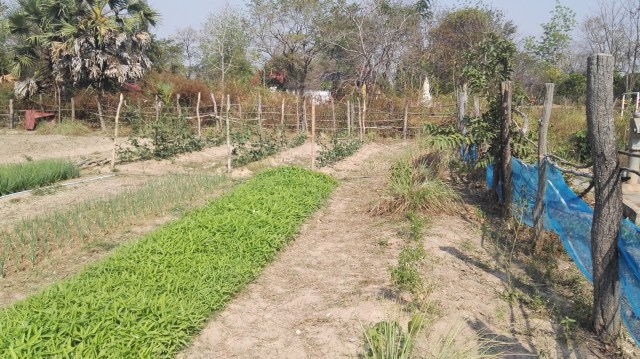 Bansay Reak Secondary School Vegetable Garden